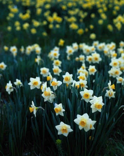 Daffodlis, Reeves-Reed Arboretum, Union County, NJ Vert (MF).jpg